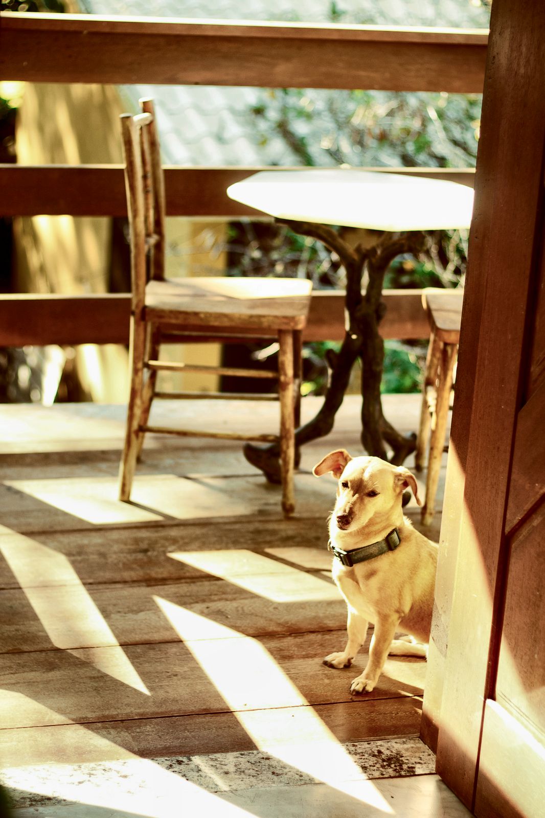 Cachorro deitado na varanda ensolarada da Suíte